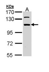 Sample (30 ug of whole cell lysate). A:293T. 7.5% SDS PAGE. RBM28 antibody diluted at 1:1000