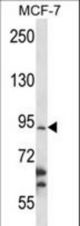 RBM28 Antibody western blot of MCF-7 cell line lysates (35 ug/lane). The RBM28 antibody detected the RBM28 protein (arrow).