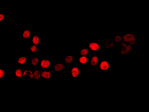 Immunofluorescent staining HepG2 cells using anti-RBM3 antibody.