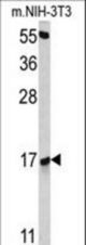 Western blot of RBM3 antibody in NIH-3T3 cell line lysates (35 ug/lane). RBM3 (arrow) was detected using the purified antibody.
