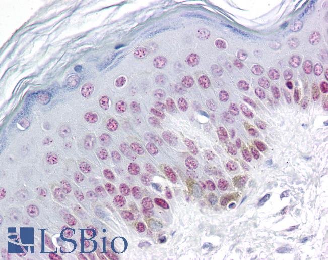 Anti-RBM3 antibody IHC of human skin. Immunohistochemistry of formalin-fixed, paraffin-embedded tissue after heat-induced antigen retrieval. Antibody LS-B6040 concentration 10 ug/ml.