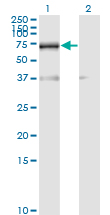 Western blot of RBM39 expression in transfected 293T cell line by RNPC2 monoclonal antibody (M01), clone 4G8.