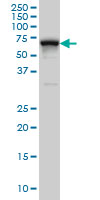 RNPC2 monoclonal antibody (M01), clone 4G8 Western blot of RNPC2 expression in HeLa NE.