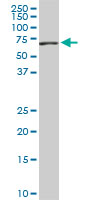 RNPC2 monoclonal antibody (M01), clone 4G8. Western blot of RNPC2 expression in NIH/3T3.