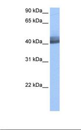MCF7 cell lysate. Antibody concentration: 0.5 ug/ml. Gel concentration: 12%.