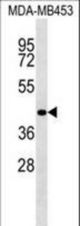 RBM4 Antibody western blot of MDA-MB453 cell line lysates (35 ug/lane). The RBM4 antibody detected the RBM4 protein (arrow).