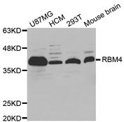 Western blot analysis of extracts of various cell lines, using RBM4 antibody.