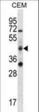 RBM42 Antibody western blot of CEM cell line lysates (35 ug/lane). The RBM42 antibody detected the RBM42 protein (arrow).
