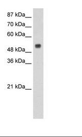 HepG2 Cell Lysate