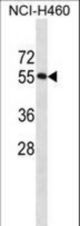 RBM45 Antibody western blot of NCI-H460 cell line lysates (35 ug/lane). The RBM45 antibody detected the RBM45 protein (arrow).