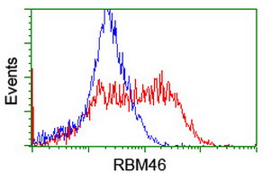 HEK293T cells transfected with either overexpress plasmid (Red) or empty vector control plasmid (Blue) were immunostained by anti-RBM46 antibody, and then analyzed by flow cytometry.