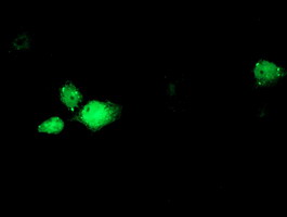 Anti-RBM46 mouse monoclonal antibody immunofluorescent staining of COS7 cells transiently transfected by pCMV6-ENTRY RBM46.