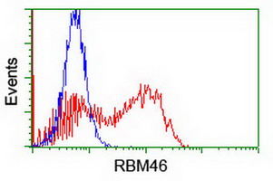 HEK293T cells transfected with either overexpress plasmid (Red) or empty vector control plasmid (Blue) were immunostained by anti-RBM46 antibody, and then analyzed by flow cytometry.