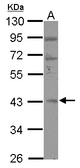Sample (30 ug of whole cell lysate) A: 293T 10% SDS PAGE RBM4B antibody diluted at 1:500