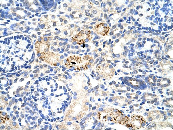 RBM4B antibody LS-C30863 was used in IHC to stain formalin-fixed, paraffin-embedded human kidney.