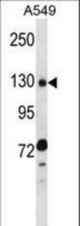 RBM5 Antibody western blot of A549 cell line lysates (35 ug/lane). The RBM5 antibody detected the RBM5 protein (arrow).