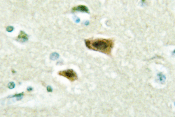 IHC of LUCA15 (N261) pAb in paraffin-embedded human brain tissue.