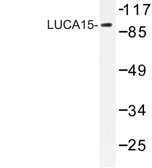 Western blot of LUCA15 (N261) pAb in extracts from HHUVEC cells.