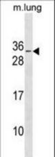 RBM7 Antibody western blot of mouse lung tissue lysates (35 ug/lane). The RBM7 antibody detected the RBM7 protein (arrow).