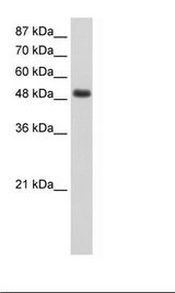 HepG2 Cell Lysate