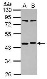 Sample (30 ug of whole cell lysate) A: Raji B: K562 10% SDS PAGE RBMS1 antibody diluted at 1:1000