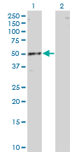 Western Blot analysis of RBMS1 expression in transfected 293T cell line by RBMS1 monoclonal antibody (M01), clone 3F2-2G9.Lane 1: RBMS1 transfected lysate (Predicted MW: 44.5 KDa).Lane 2: Non-transfected lysate.