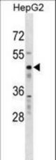 RBMS1 Antibody western blot of HepG2 cell line lysates (35 ug/lane). The RBMS1 antibody detected the RBMS1 protein (arrow).