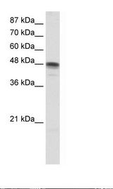 HepG2 Cell Lysate