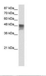 HepG2 Cell Lysate