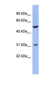 RBMS3 antibody LS-C110496 Western blot of THP-1 cell lysate.