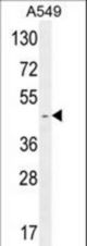 RBMX2 Antibody western blot of A549 cell line lysates (35 ug/lane). The MX2 antibody detected the RBMX2 protein (arrow).