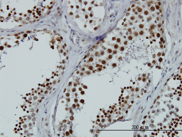 Immunoperoxidase of monoclonal antibody to HNRNPG-T on formalin-fixed paraffin-embedded human testis. [antibody concentration 3 ug/ml]