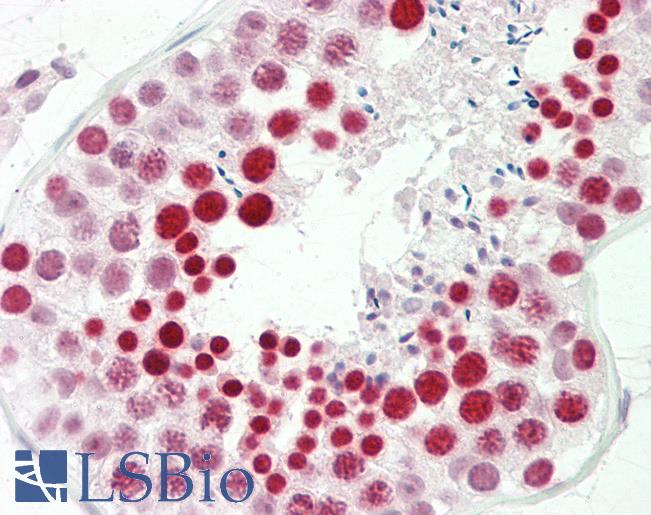 Anti-RBMXL2 antibody IHC staining of human testis. Immunohistochemistry of formalin-fixed, paraffin-embedded tissue after heat-induced antigen retrieval. Antibody LS-B10311 concentration 5 ug/ml.