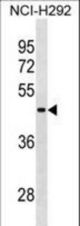 RBMY1A1 Antibody western blot of NCI-H292 cell line lysates (35 ug/lane). The RBMY1A1 antibody detected the RBMY1A1 protein (arrow).