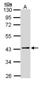Sample (30 ug of whole cell lysate). A: H1299. 10% SDS PAGE. PSAT1 antibody diluted at 1:1000