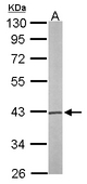 Sample (50 ug of whole cell lysate). A: Mouse brain. 10% SDS PAGE. PSAT1 antibody diluted at 1:1000.