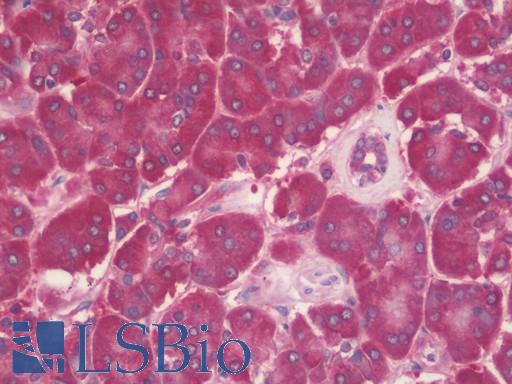 Anti-RBP1 / CRBP antibody IHC staining of human pancreas. Immunohistochemistry of formalin-fixed, paraffin-embedded tissue after heat-induced antigen retrieval. Antibody LS-B10523 concentration 10 ug/ml.