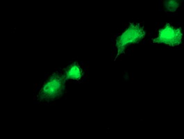 Anti-RBP1 mouse monoclonal antibody immunofluorescent staining of COS7 cells transiently transfected by pCMV6-ENTRY RBP1.