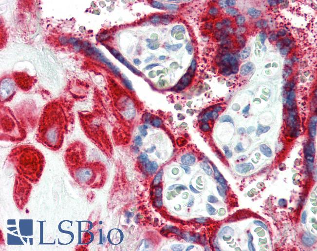 Anti-PSCA antibody IHC of human placenta. Immunohistochemistry of formalin-fixed, paraffin-embedded tissue after heat-induced antigen retrieval. Antibody LS-B3332 concentration 10 ug/ml.
