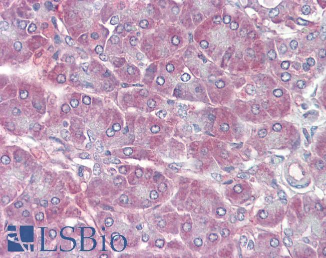 Anti-RBP1 antibody IHC of human pancreas. Immunohistochemistry of formalin-fixed, paraffin-embedded tissue after heat-induced antigen retrieval. Antibody LS-B3600 concentration 5 ug/ml.