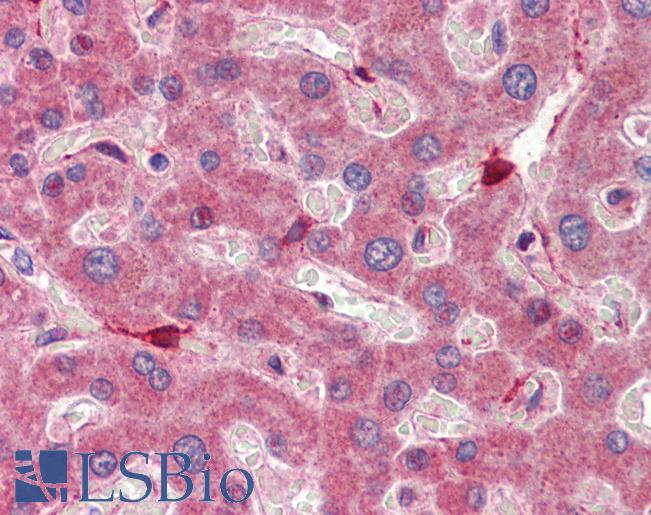 Anti-RBP1 antibody IHC of human liver. Immunohistochemistry of formalin-fixed, paraffin-embedded tissue after heat-induced antigen retrieval. Antibody LS-B3600 concentration 5 ug/ml.