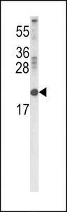 Western blot of RBP2 Antibody in 293 cell line lysates (35 ug/lane). RBP2 (arrow) was detected using the purified antibody.