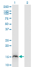 Western Blot analysis of RBP2 expression in transfected 293T cell line by RBP2 monoclonal antibody (M02), clone 3G12.Lane 1: RBP2 transfected lysate (Predicted MW: 15.7 KDa).Lane 2: Non-transfected lysate.