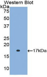 Western blot of recombinant RBP5.