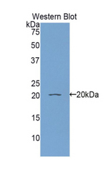 Western blot of recombinant RBP5.