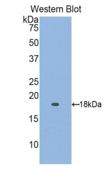 Western blot of recombinant RBP5.