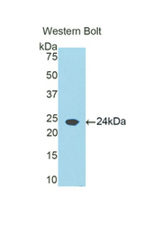 Western blot of recombinant RBP5.
