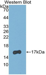 Western blot of recombinant RBP5.