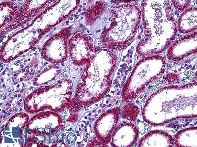 Anti-RBP5 antibody IHC of human kidney. Immunohistochemistry of formalin-fixed, paraffin-embedded tissue after heat-induced antigen retrieval. Antibody LS-B5668 concentration 10 ug/ml.