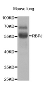 Western blot analysis of extracts of mouse lung, using RBPJ antibody.